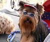 My Furbabies In Their Hat & Sunglasses-jakeresized.jpg