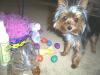 post your easter pics here !-lexi-her-easter-basket-her-puppal.jpg