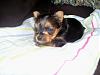 yay,yay,yay! New pics of my baby Pancho!-babyp2pk1.jpg