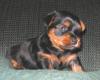 Picture of my big boy-big-boy-10-10-05.jpg