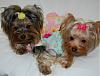 Pia, Trixie & Paisley love their new FuFu's : )-49-600-x-458-.jpg
