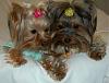 Pia, Trixie & Paisley love their new FuFu's : )-46-600-x-454-.jpg