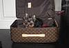 Can I fly with my Yorkie in my suitcase??-lv2.gif