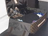 Can I fly with my Yorkie in my suitcase??-lv3.gif