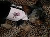 Roxi's CUTIE new harness vests & shirt!!!-p4230144.jpg
