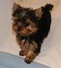 salvatioin and petunia's baby boy-sal-petunia-puppy.jpg