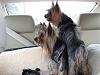 such good boys on LONG drives!-waiting-daddy_april-08.jpg