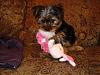 Pics of our baby girl kaylee and her brother Kuma-dsc00455.jpg