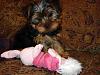Pics of our baby girl kaylee and her brother Kuma-dsc00461.jpg