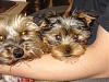 Pics of our baby girl kaylee and her brother Kuma-dsc00468.jpg