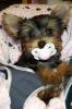 Your Yorkie Pics and weight-lexi001.jpg
