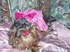 My Yorkie Pictures-tomboy1.jpg