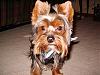 newbie to the world of yorkies!-teddy1.jpg