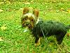 newbie to the world of yorkies!-teddy6.jpg