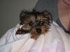 Sharing pictures of my babies-baby-bear-005.jpg