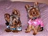 Need to share some new pics of Koda & Kammie!-furkids-008.jpg