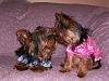 Need to share some new pics of Koda & Kammie!-furkids-009.jpg