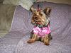 Need to share some new pics of Koda & Kammie!-furkids-040.jpg