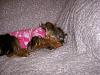 Need to share some new pics of Koda & Kammie!-furkids-039.jpg