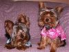 Need to share some new pics of Koda & Kammie!-furkids-004.jpg