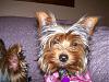 Need to share some new pics of Koda & Kammie!-furkids-012.jpg