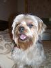 Sammi got groomed today too...-sammi-grooming-october-2.jpg