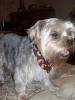 Sammi got groomed today too...-sammi-grooming-october.jpg