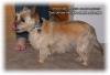 Your Yorkie Pics and weight-06.jpg