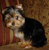 We Have A New Addition To Our Family!-huck-april286.jpg