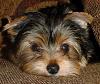 We Have A New Addition To Our Family!-huck-april284.jpg