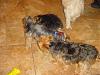 Ohio Yorkie Meetup Pictures!!-meetup-pics-01.jpg