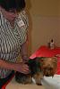 Ohio Yorkie Meetup Pictures!!-meetup-pics-012.jpg
