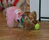 Ohio Yorkie Meetup Pictures!!-meetup-pics-016.jpg