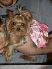 Yorkie Twins....YOU have to see this-picture11.jpg