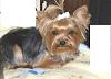 Yorkie Twins....YOU have to see this-picture8.jpg