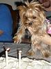 Yorkie Twins....YOU have to see this-picture12.jpg