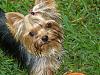 Yorkie Twins....YOU have to see this-picture9.jpg