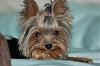 Yorkie Twins....YOU have to see this-picture17.jpg