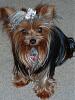 Yorkie Twins....YOU have to see this-twins3.jpg