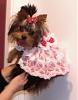 Gidget has a new dress-4-30-008.jpg