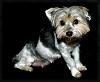 Yorkie Twins....YOU have to see this-etwins1b.jpg