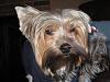 Yorkie Twins....YOU have to see this-e-twins2b.jpg