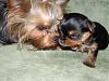 Meet Cora & Faith and me....Dawn-new-puppy-pic-009.jpg