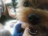 World's Scariest Yorkie-scary.jpg