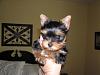 World's Scariest Yorkie-p1010019.jpg
