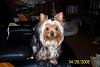 Yorkie Twins....YOU have to see this-100_2523.jpg
