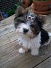 Real boys wear bows... :)-reggie-018.jpg