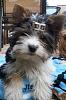 Real boys wear bows... :)-reggie-014.jpg