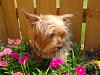 Smelling the flowers-dsc01542.jpg