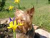 Smelling the flowers-dsc01550.jpg